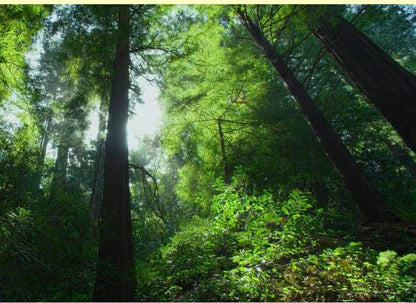 Support à fleurs de balcon multicouche - Chic et peu encombrant pour les amateurs de plantes